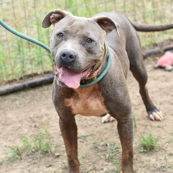 Icey, a Adoptable mixed breed in Willis, TX image 4/6