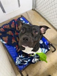 Enlarge Goose, a Adoptable mixed breed in Lagrange, IN image 1/1