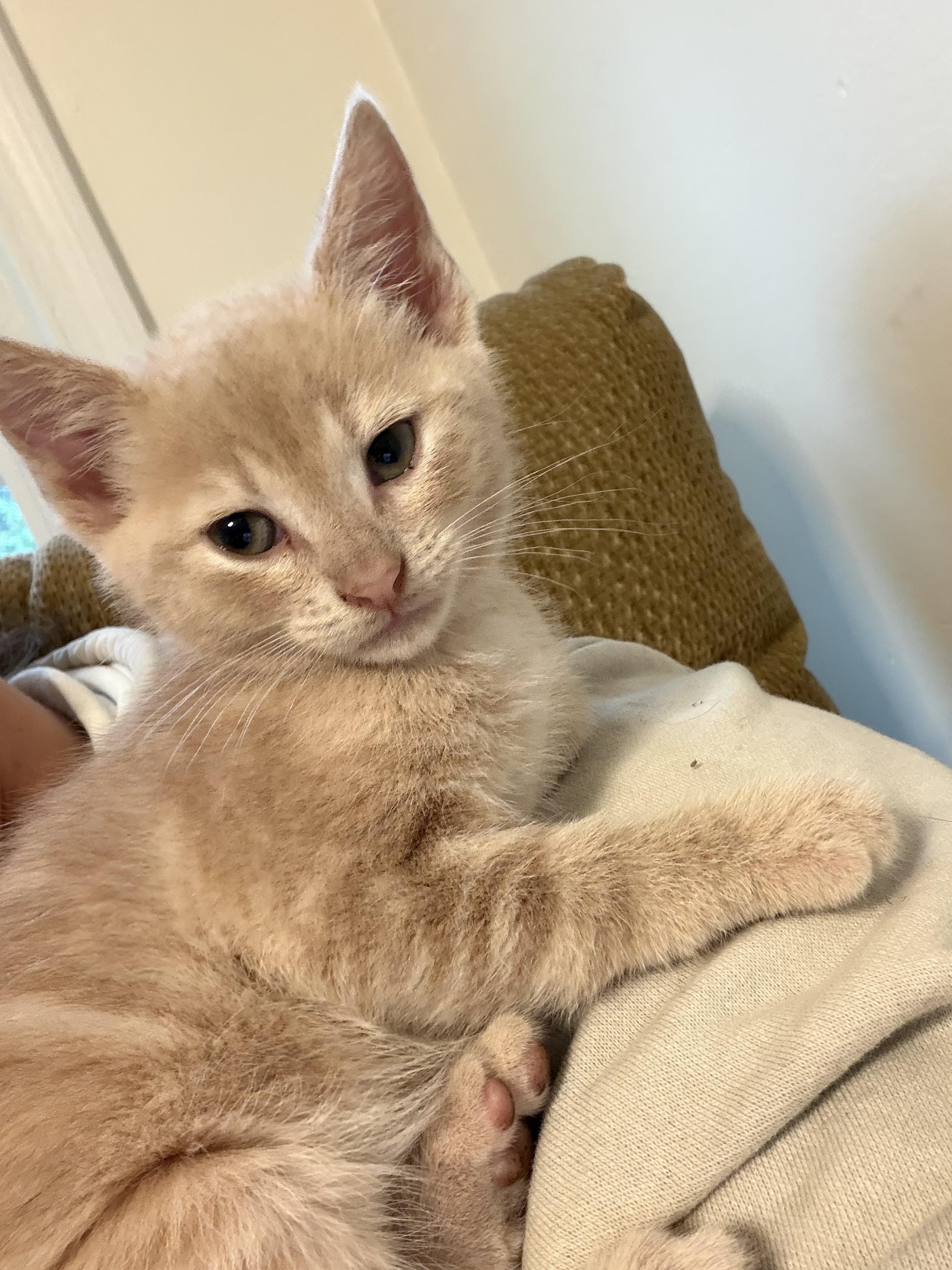 Ranger, an adopted Domestic Short Hair in Easley, SC image 1/4