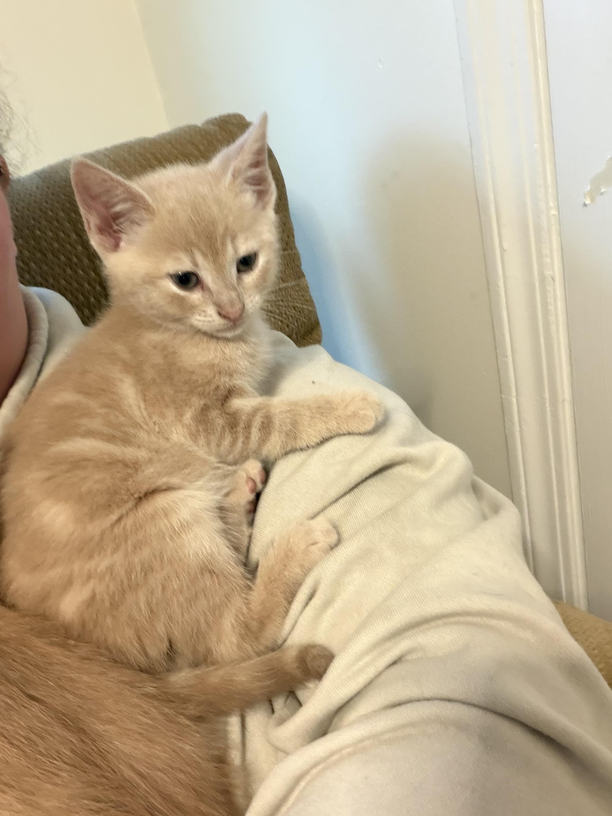 Ranger, an adopted Domestic Short Hair in Easley, SC image 2/4