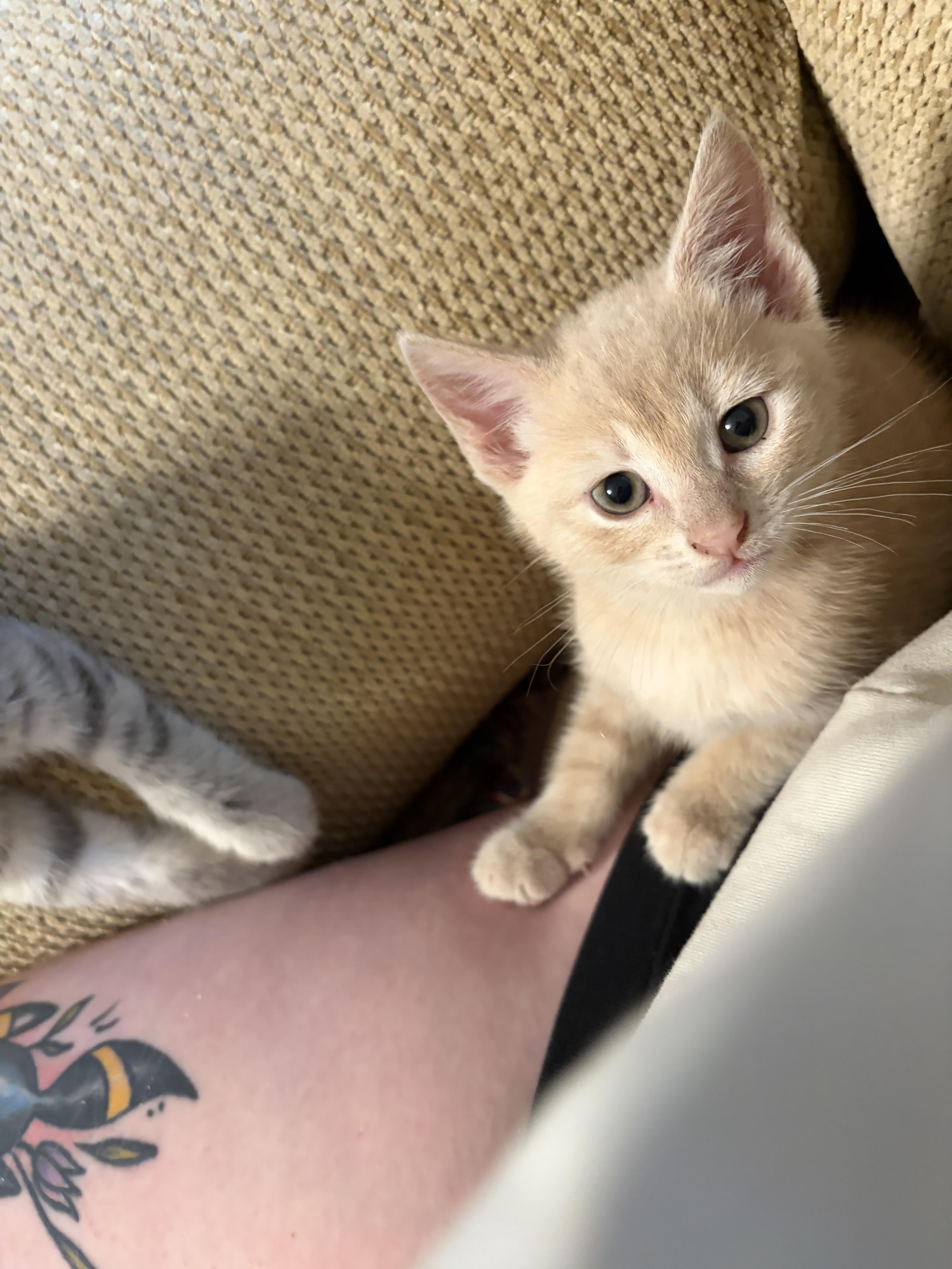 Ranger, an adopted Domestic Short Hair in Easley, SC image 3/4