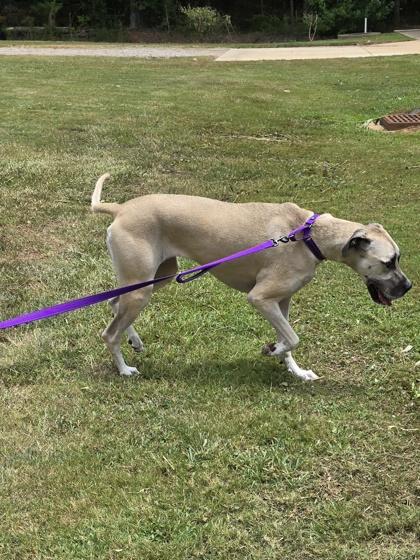 Enlarge Lulu, an adopted Great Dane in Bishop, GA image 2/4