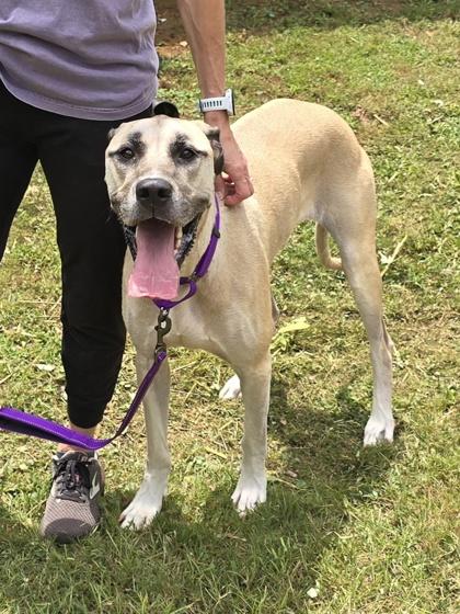 Enlarge Lulu, an adopted Great Dane in Bishop, GA image 3/4