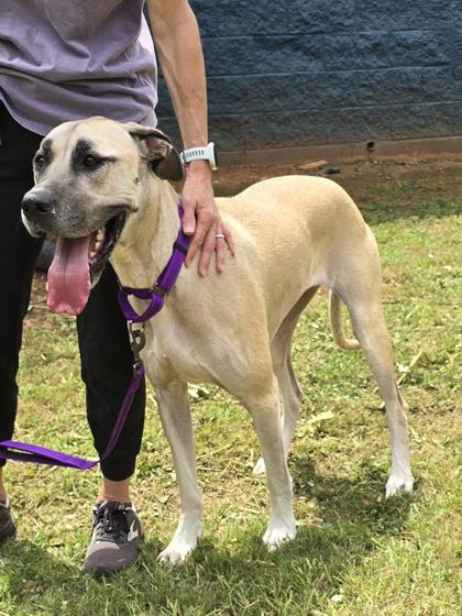 Lulu, adopted, Adult Female Great Dane.
