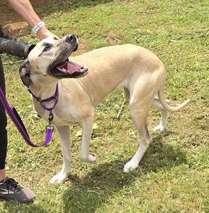 Enlarge Lulu, an adopted Great Dane in Bishop, GA image 4/4