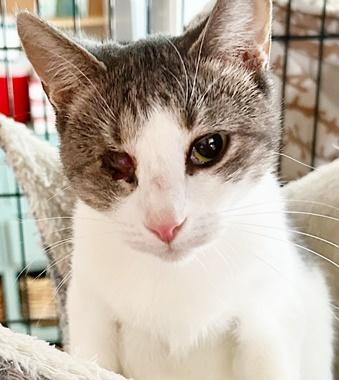 Alice Q, a Adoptable Domestic Short Hair in Fair Oaks, CA image 1/2