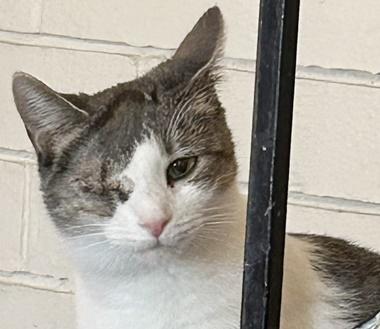 Alice Q, a Adoptable Domestic Short Hair in Fair Oaks, CA image 2/2