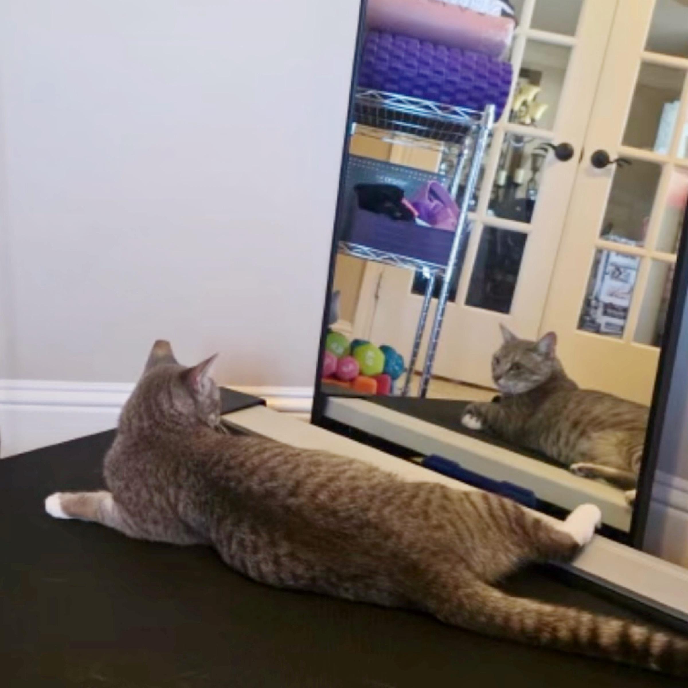 Enlarge Jasper, an adopted mixed breed in Kingwood, TX image 1/2