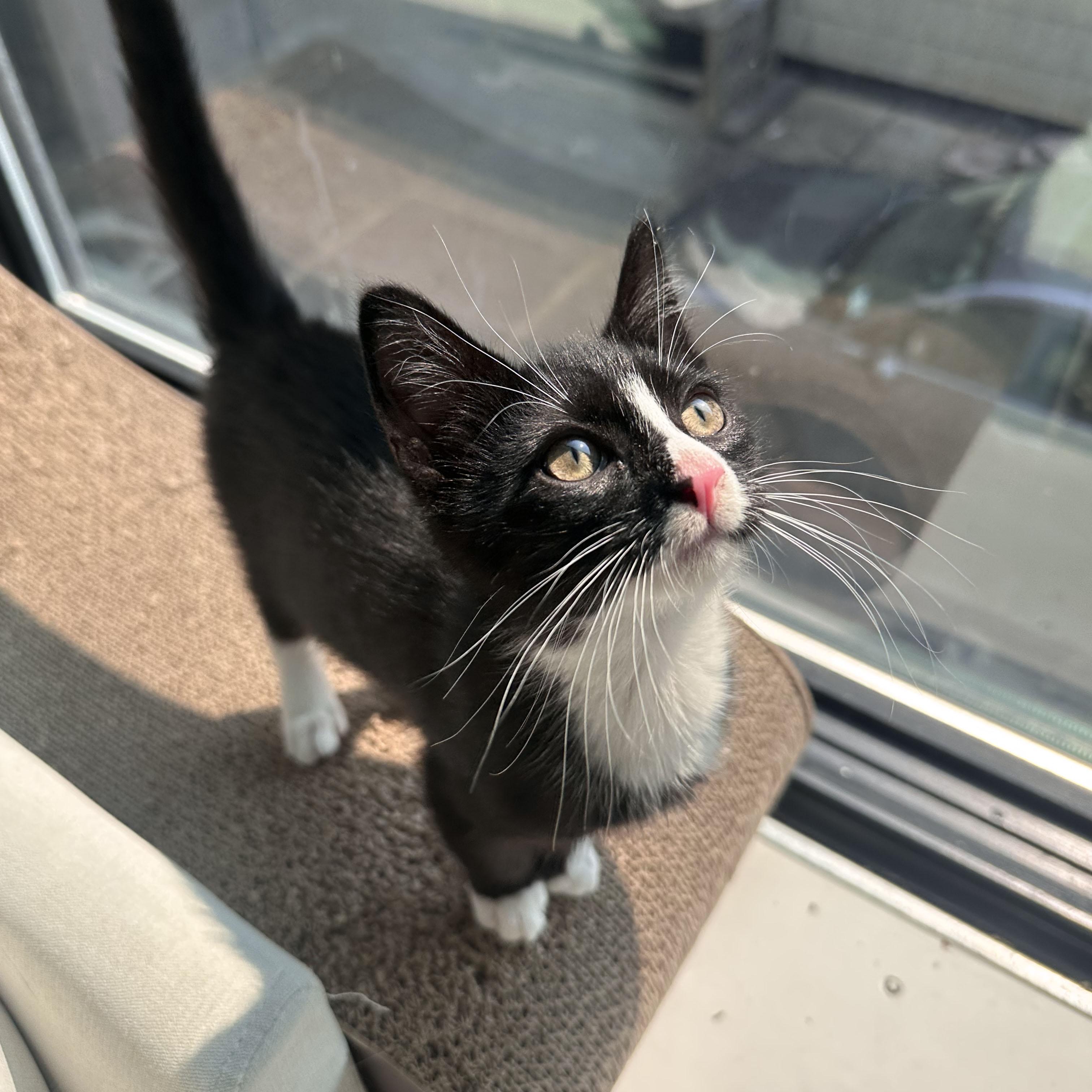 Shirley, a ADOPTABLE Domestic Short Hair in BROOKLYN, NY image 6/6