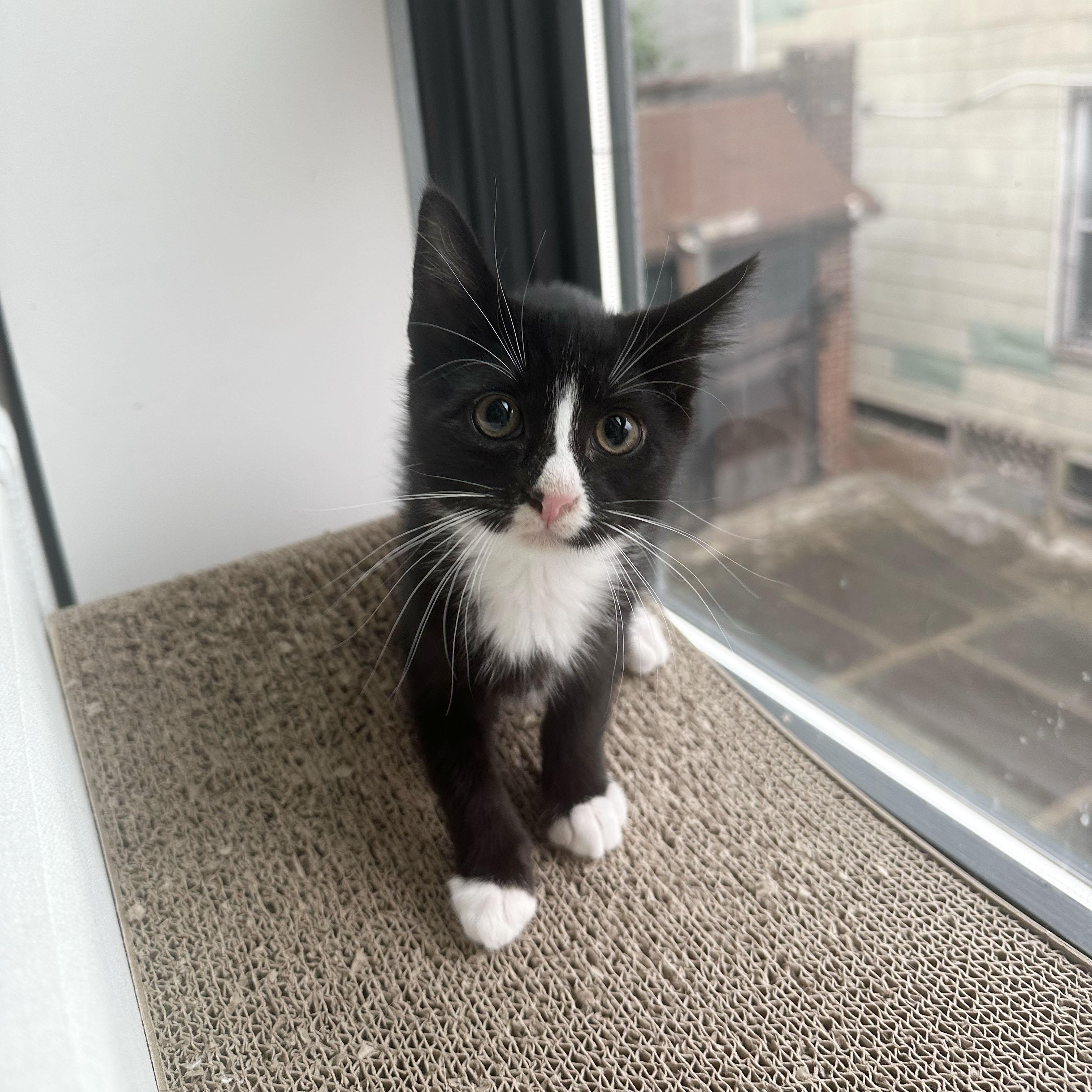 Shirley, a ADOPTABLE Domestic Short Hair in BROOKLYN, NY image 4/6