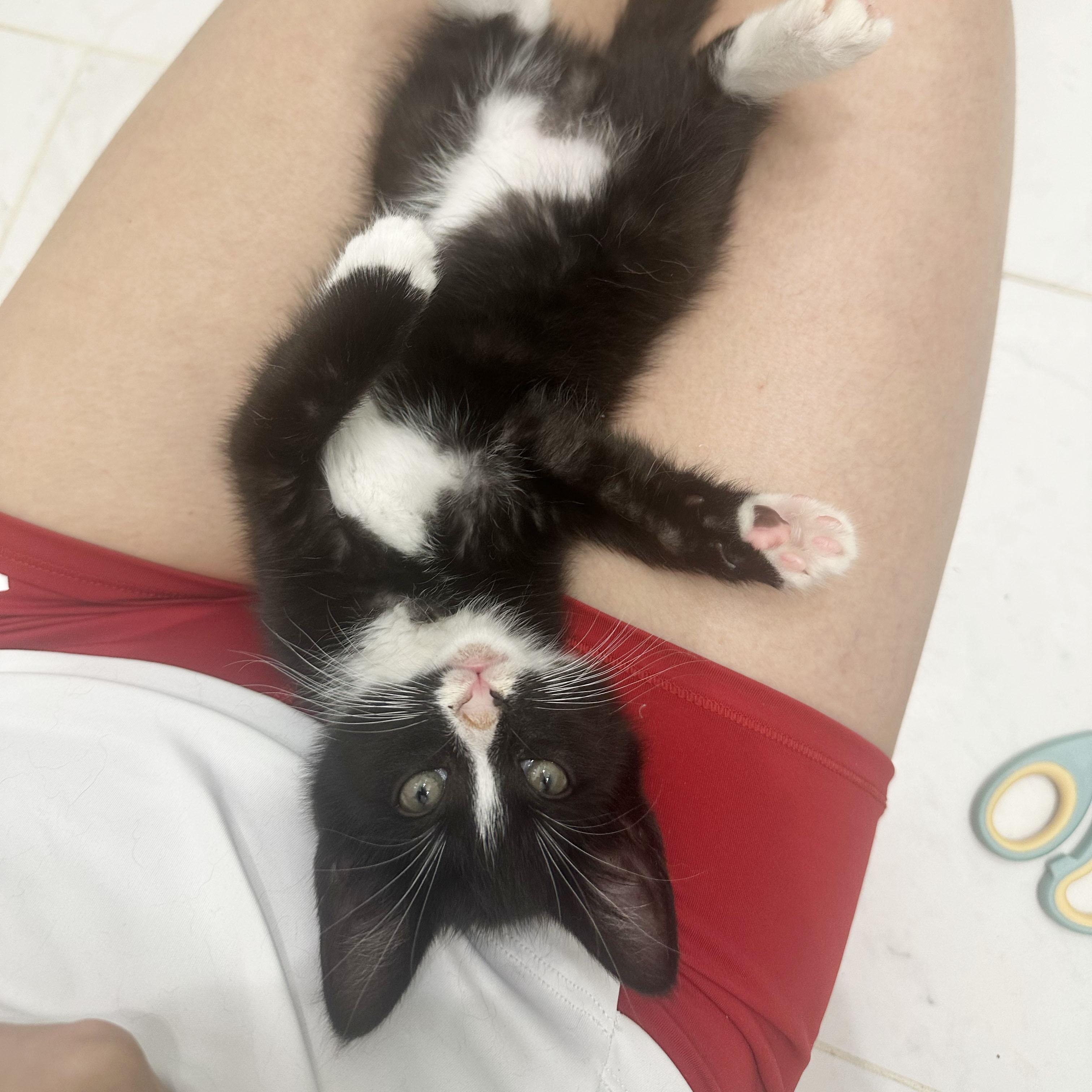 Shirley, a ADOPTABLE Domestic Short Hair in BROOKLYN, NY image 3/6