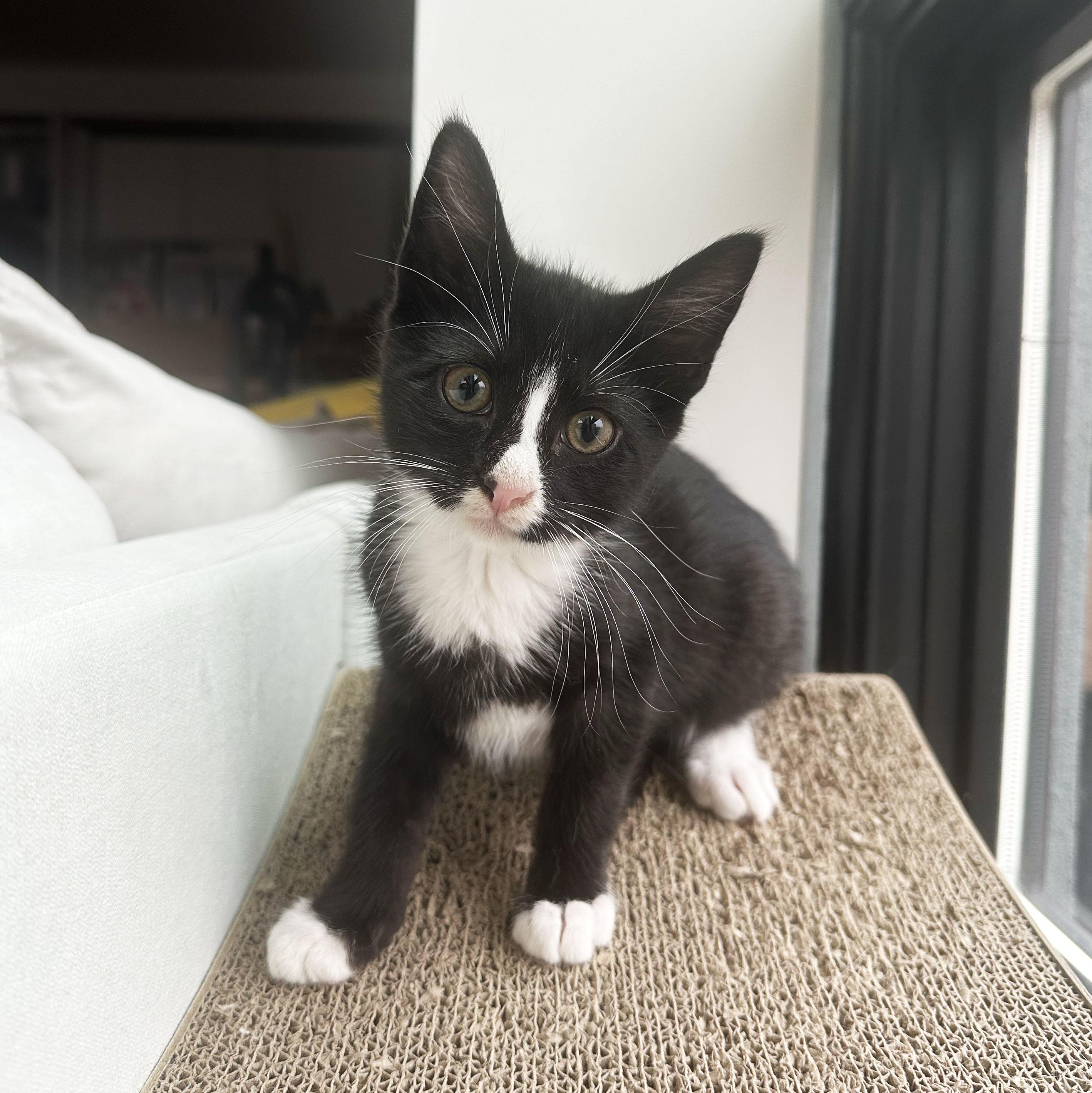 Shirley, a ADOPTABLE Domestic Short Hair in BROOKLYN, NY image 1/6