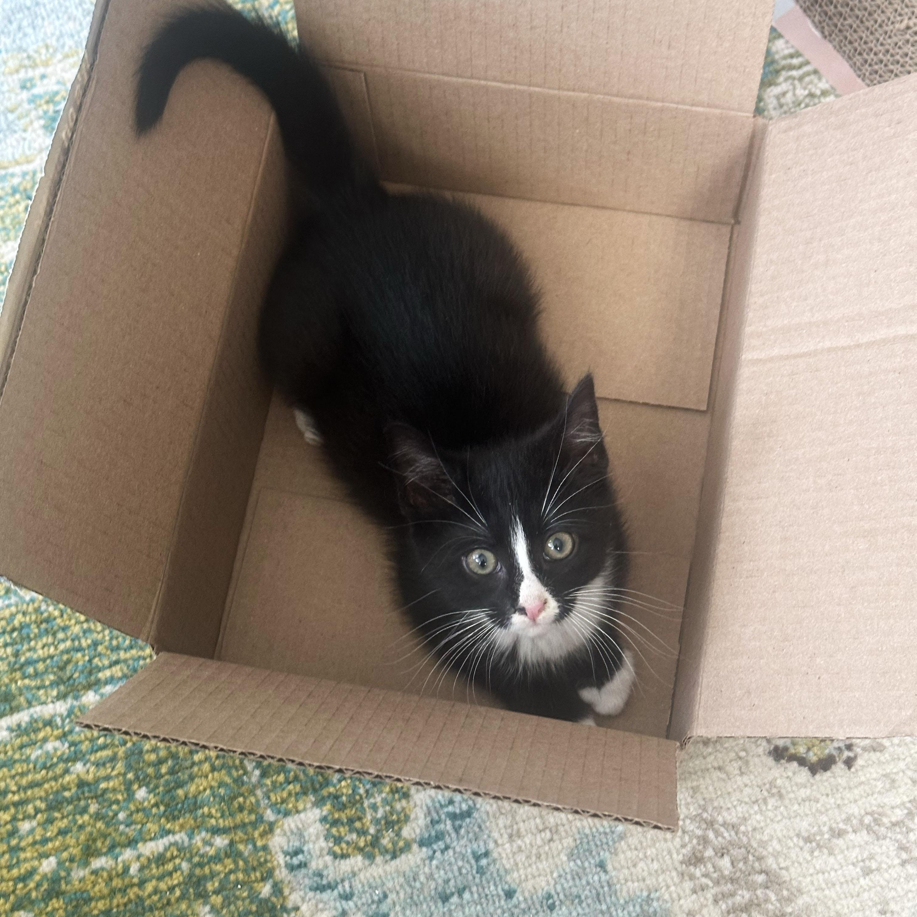 Shirley, a ADOPTABLE Domestic Short Hair in BROOKLYN, NY image 2/6