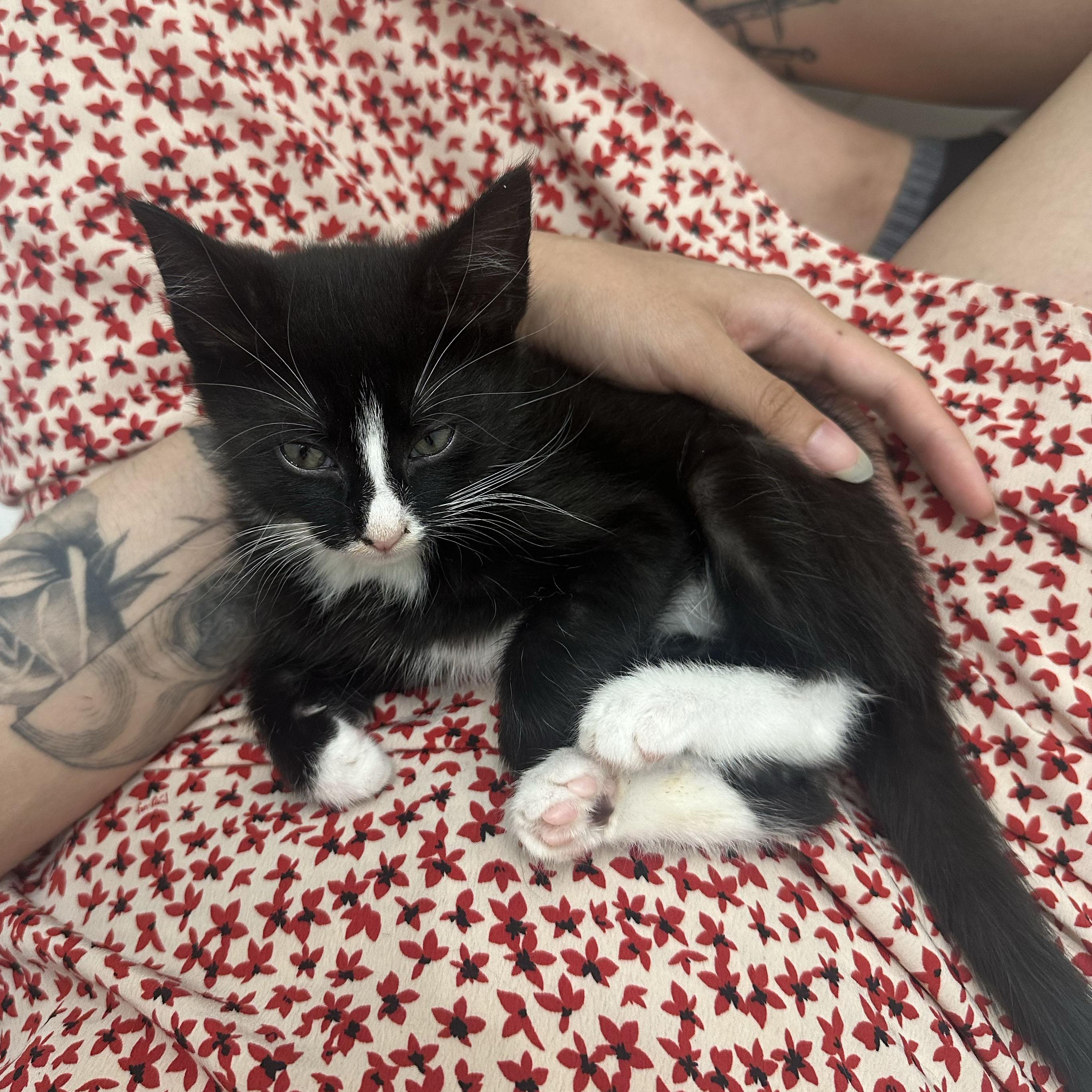 Shirley, a ADOPTABLE Domestic Short Hair in BROOKLYN, NY image 5/6