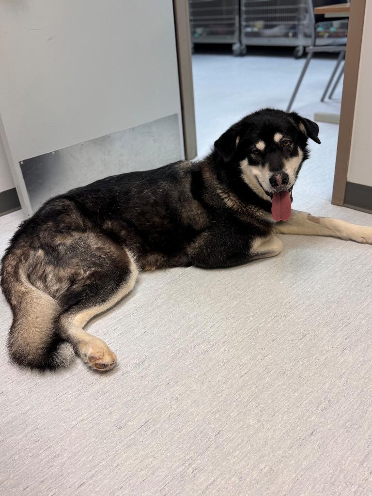 Enlarge Denali, a Adoptable Alaskan Malamute in Kenai, AK image 1/1
