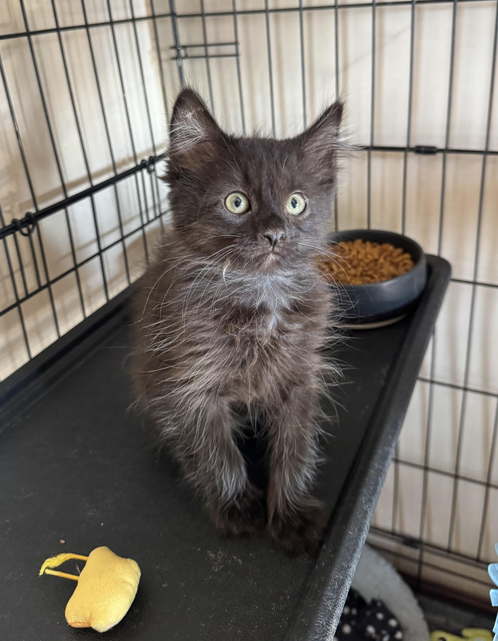 Benz, a ADOPTABLE mixed breed in Albuquerque, NM image 4/5