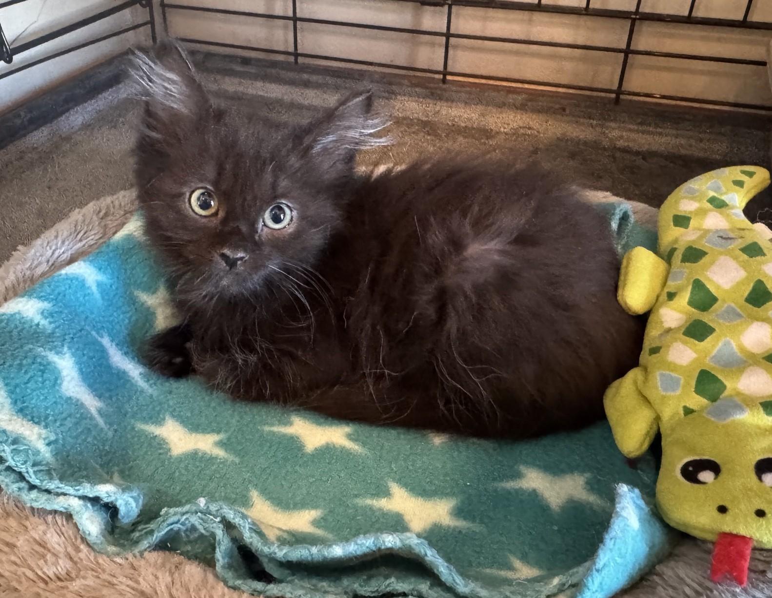 Benz, ADOPTABLE, Kitten Male Domestic Medium Hair.