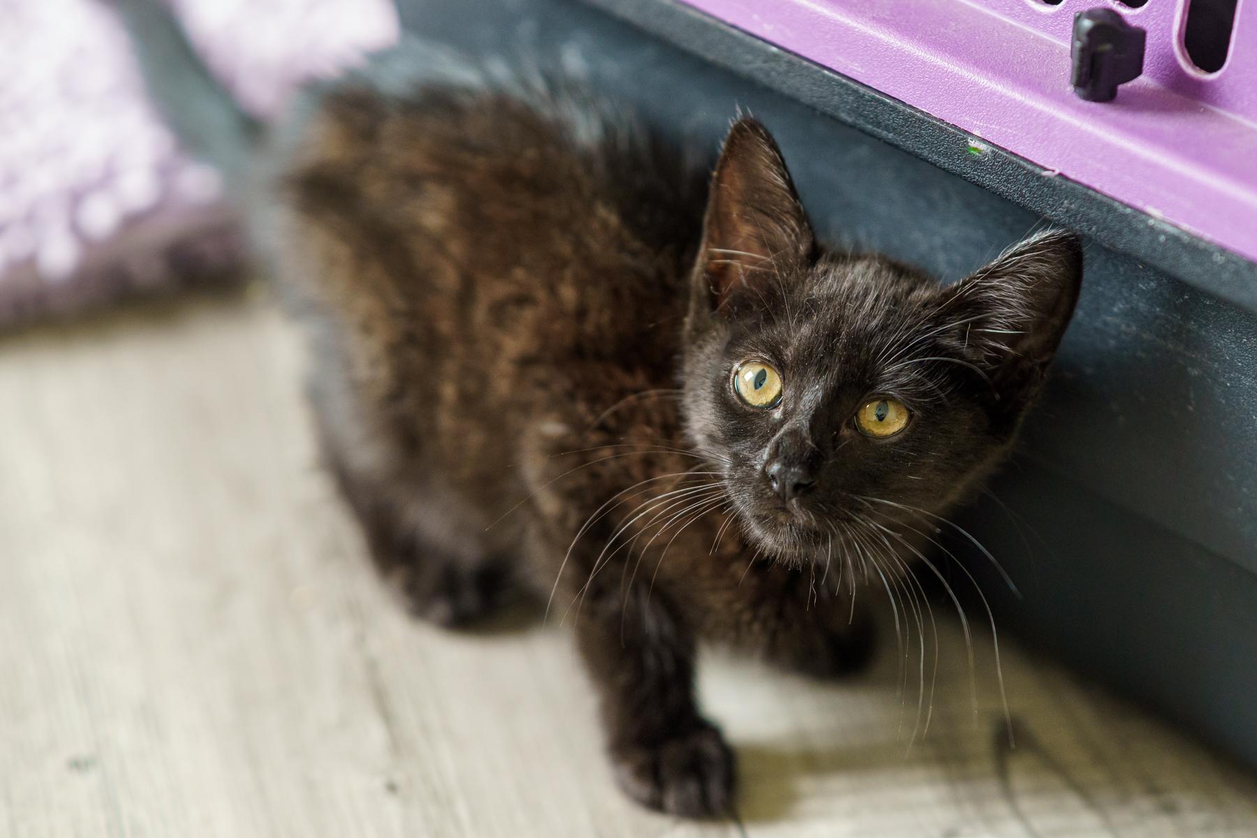 Camomille, an adopted Domestic Medium Hair in Marble Falls, TX image 6/6