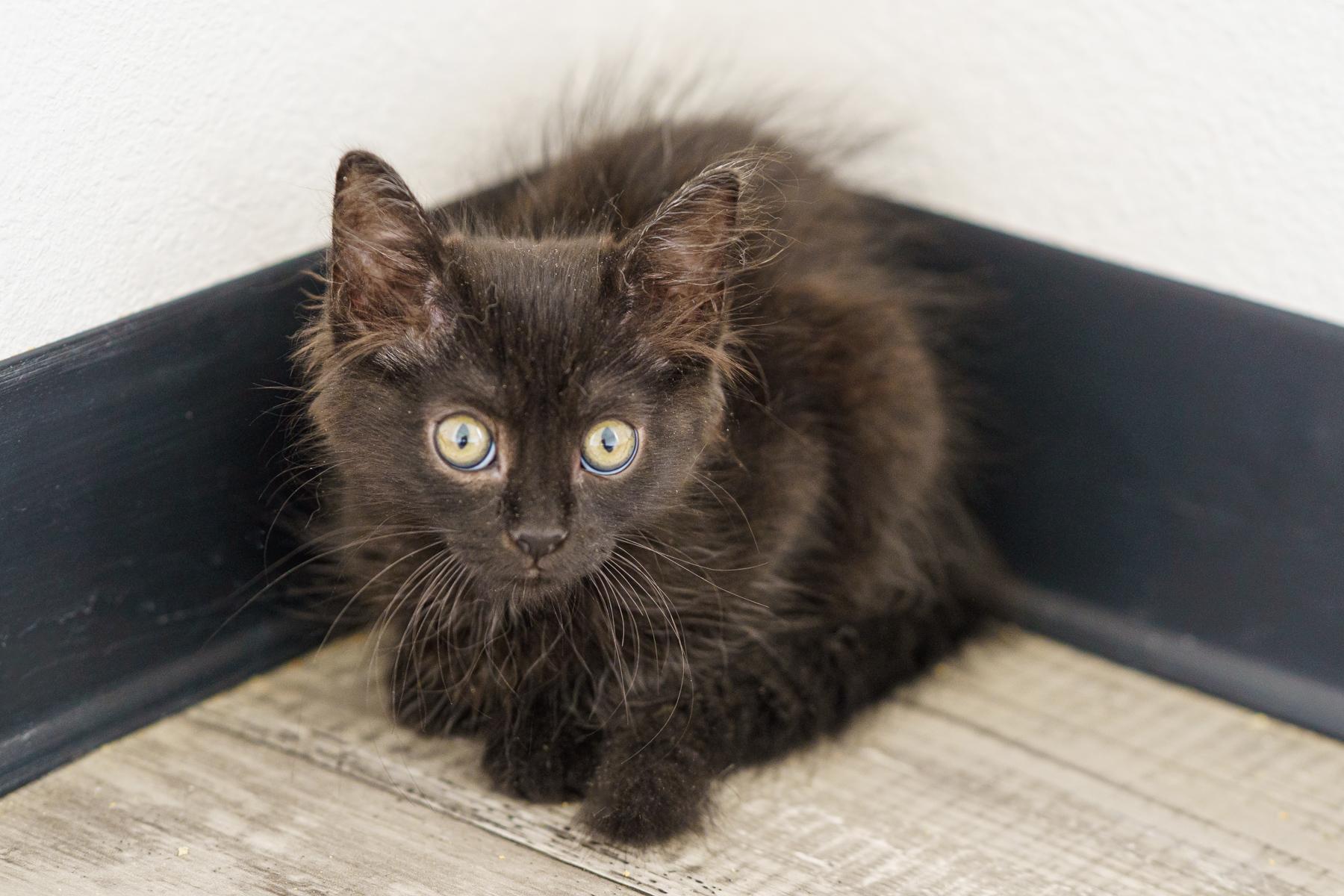 Camomille, an adopted Domestic Medium Hair in Marble Falls, TX image 3/6