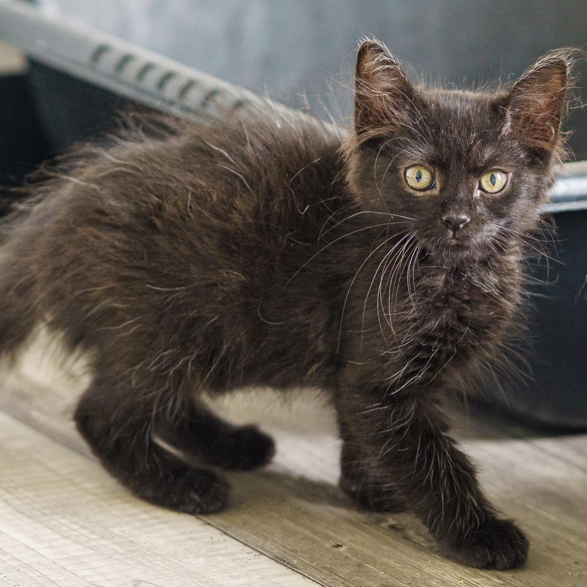 Camomille, adopted, Kitten Female Domestic Medium Hair.