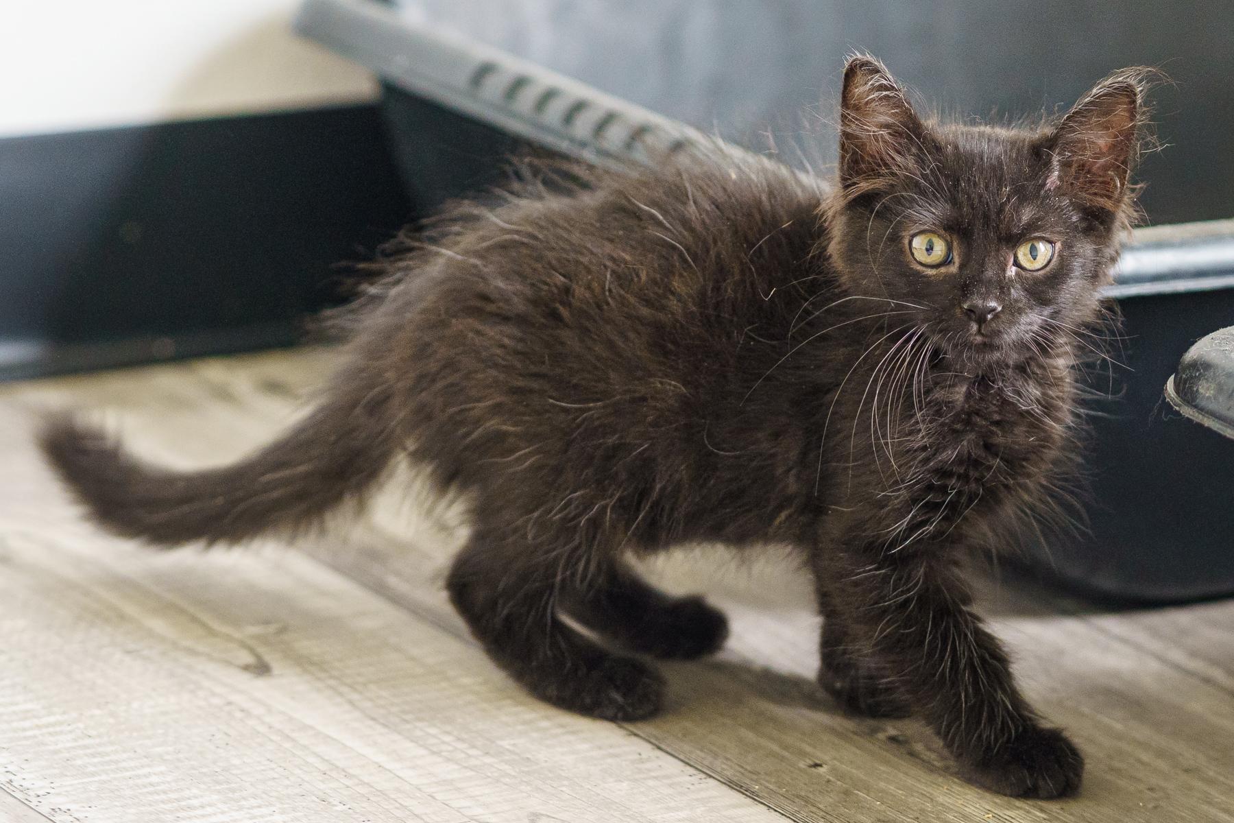 Camomille, an adopted Domestic Medium Hair in Marble Falls, TX image 2/6