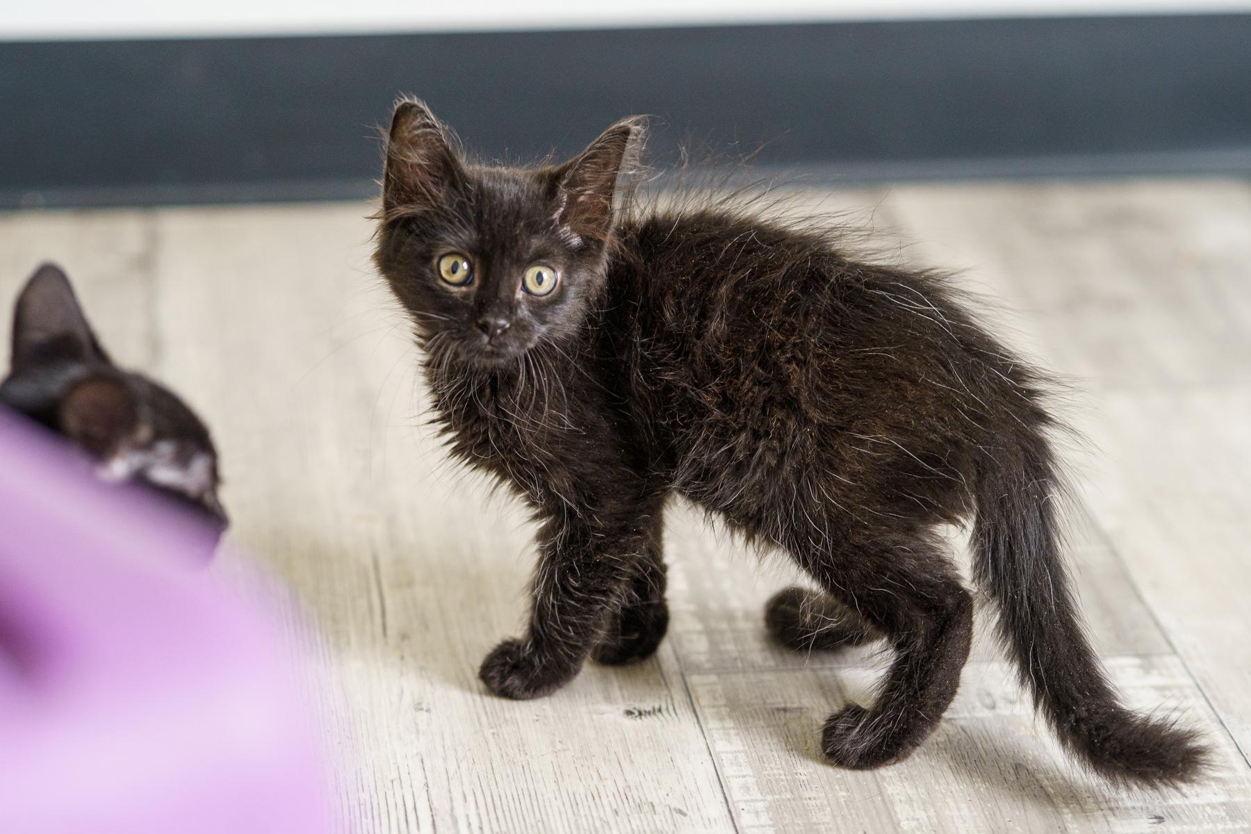 Camomille, an adopted Domestic Medium Hair in Marble Falls, TX image 5/6