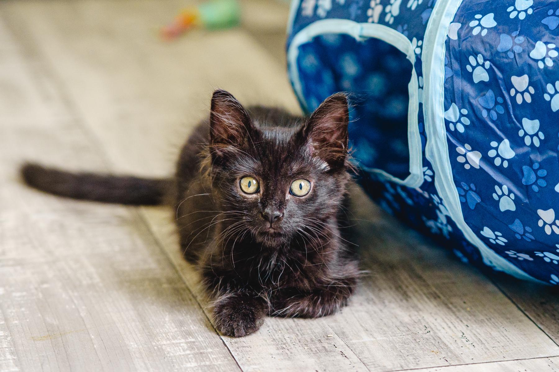 Camomille, an adopted Domestic Medium Hair in Marble Falls, TX image 4/6