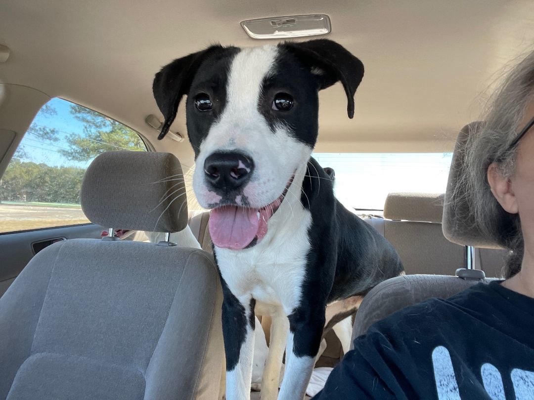 Montreal Monte, Adopted, Young Male Boxer & American Staffordshire Terrier.