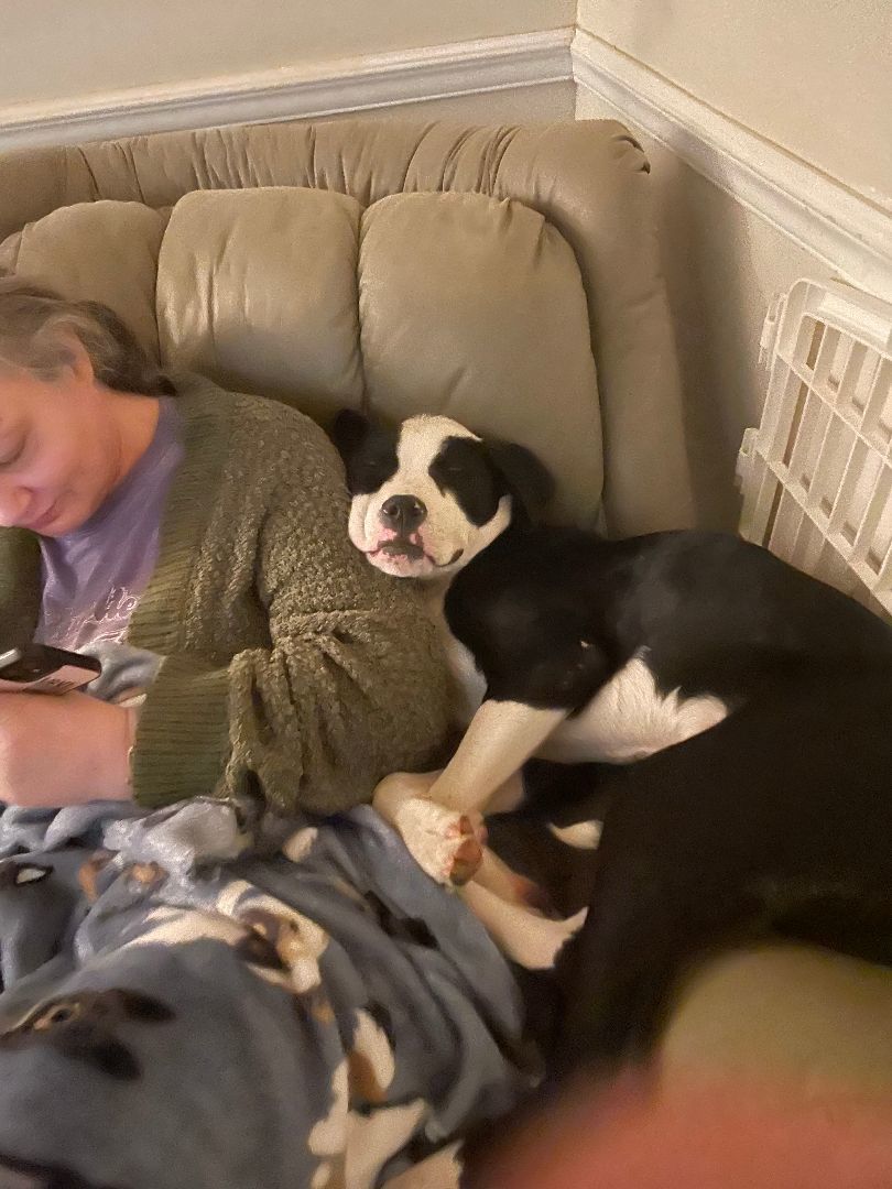 Montreal Monte, a Adopted mixed breed in MADISON, AL image 2/4