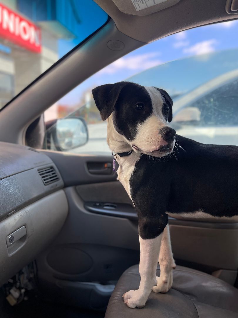 Montreal Monte, a Adopted mixed breed in MADISON, AL image 3/4