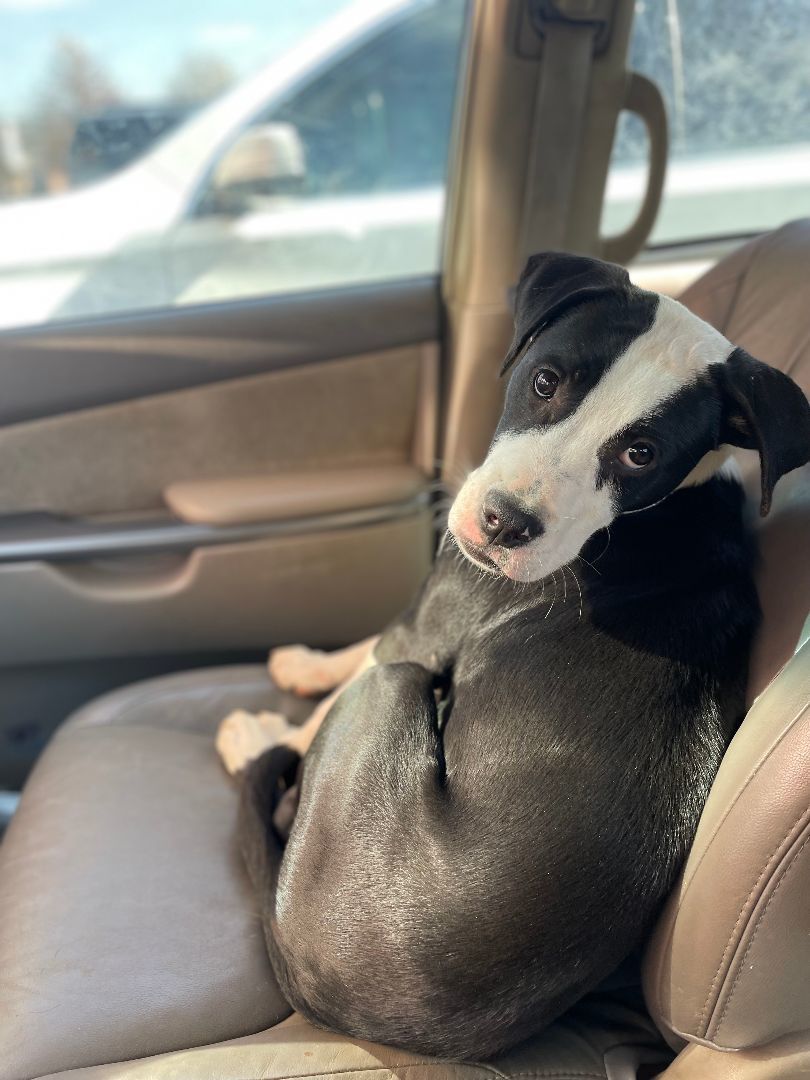 Montreal Monte, a Adopted mixed breed in MADISON, AL image 4/4