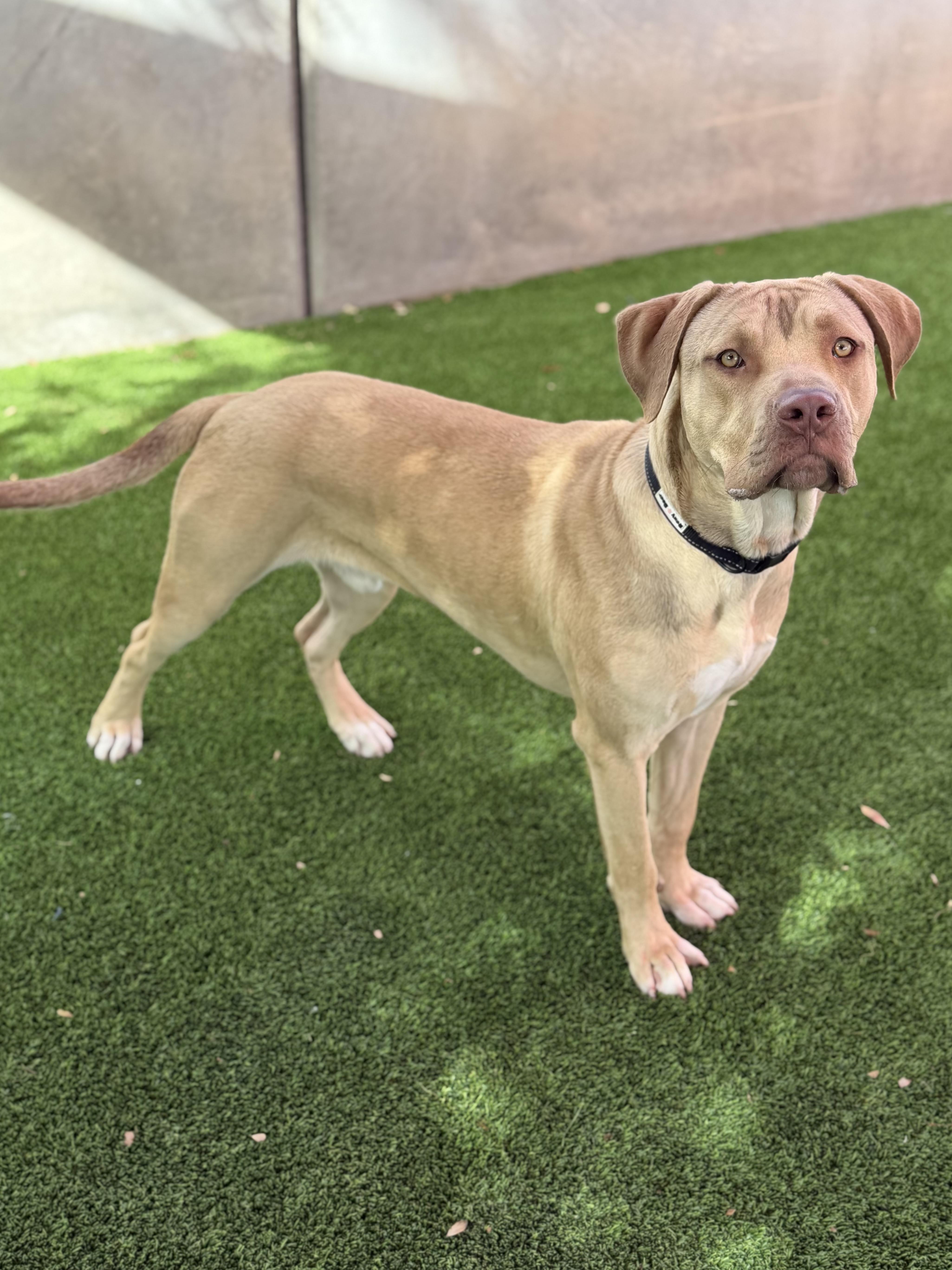 Enlarge Charles, a ADOPTABLE mixed breed in Glendale, AZ image 4/4