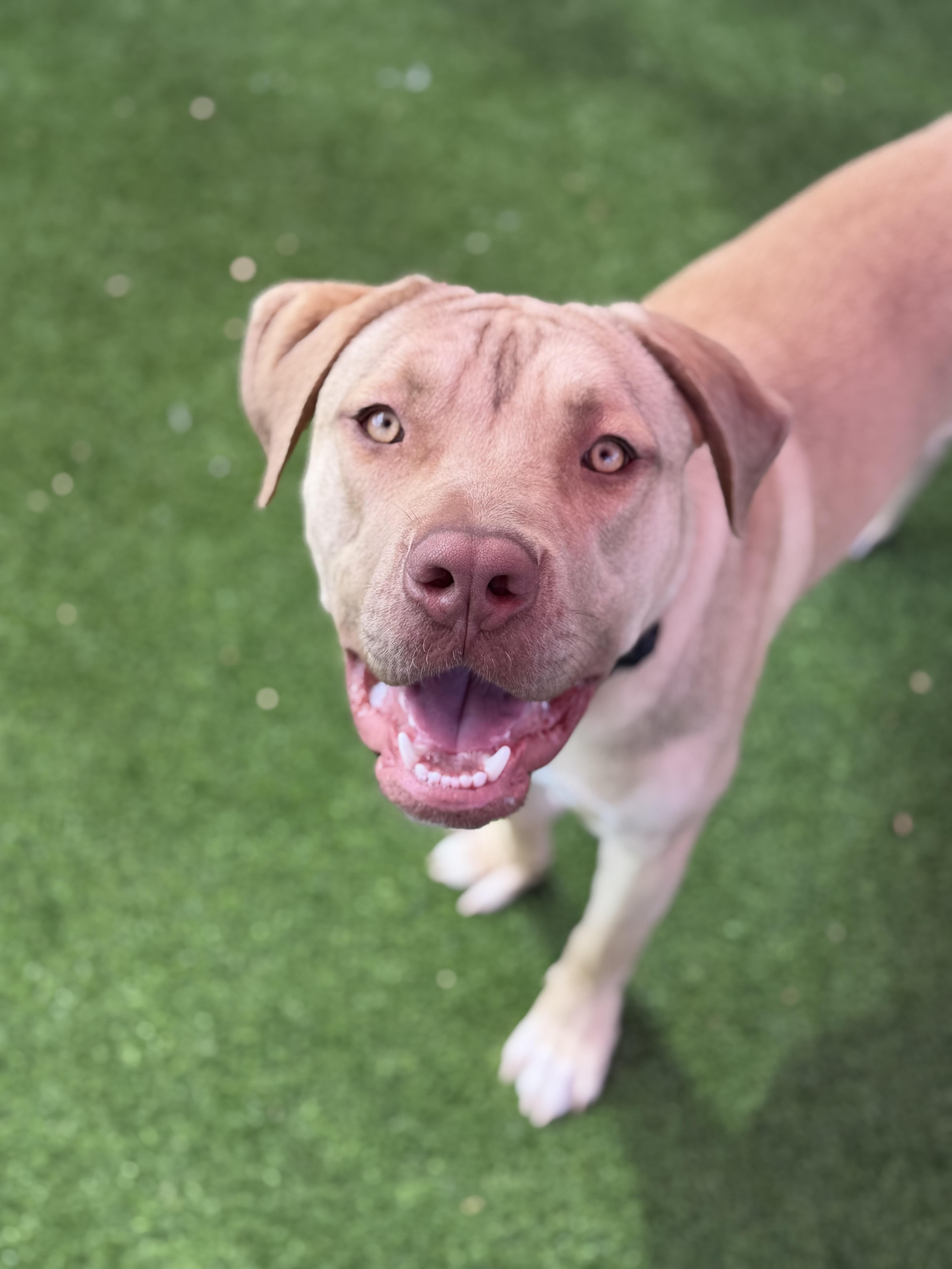 Charles, ADOPTABLE, Adult Male American Staffordshire Terrier.