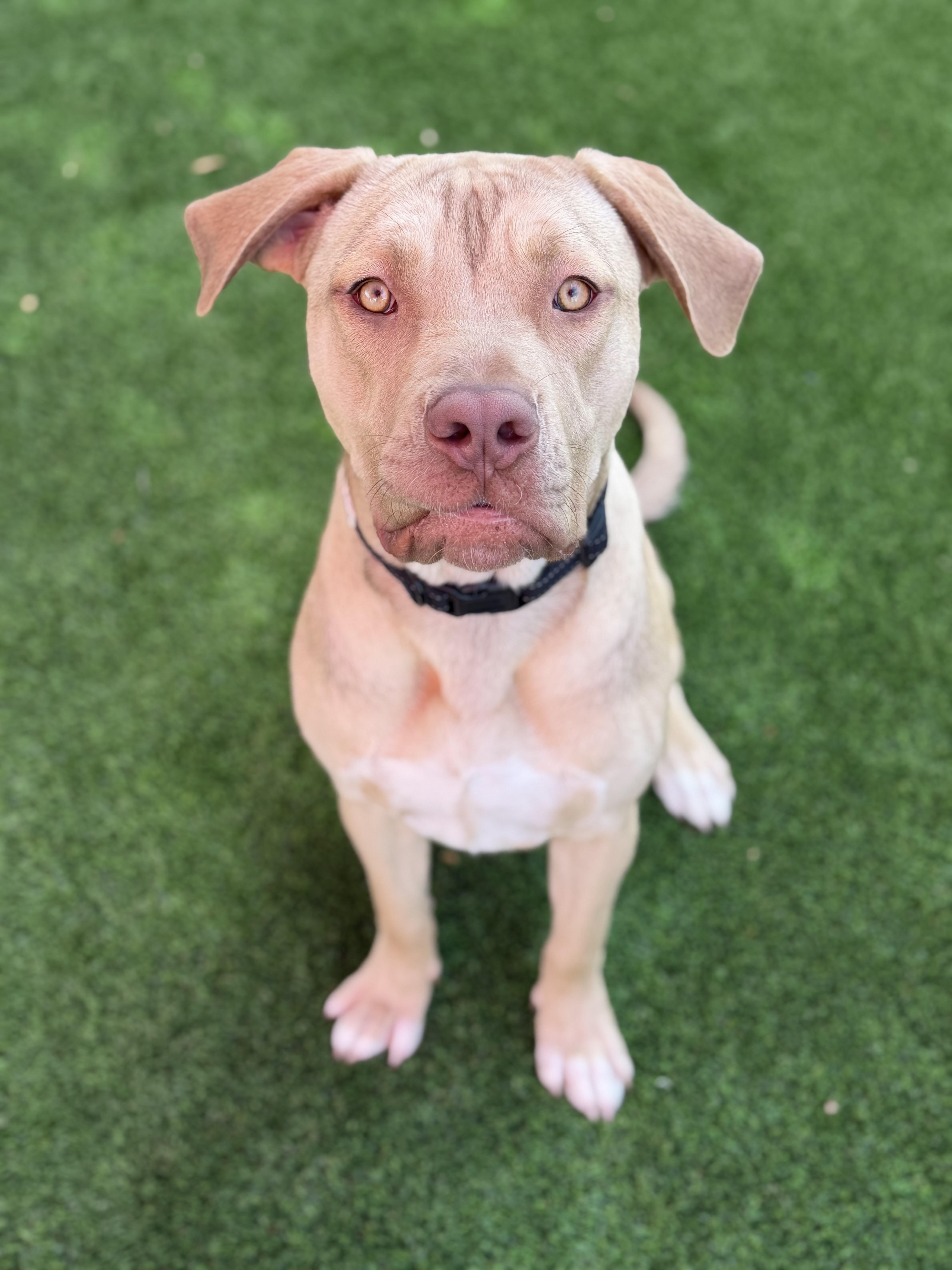 Enlarge Charles, a ADOPTABLE mixed breed in Glendale, AZ image 3/4