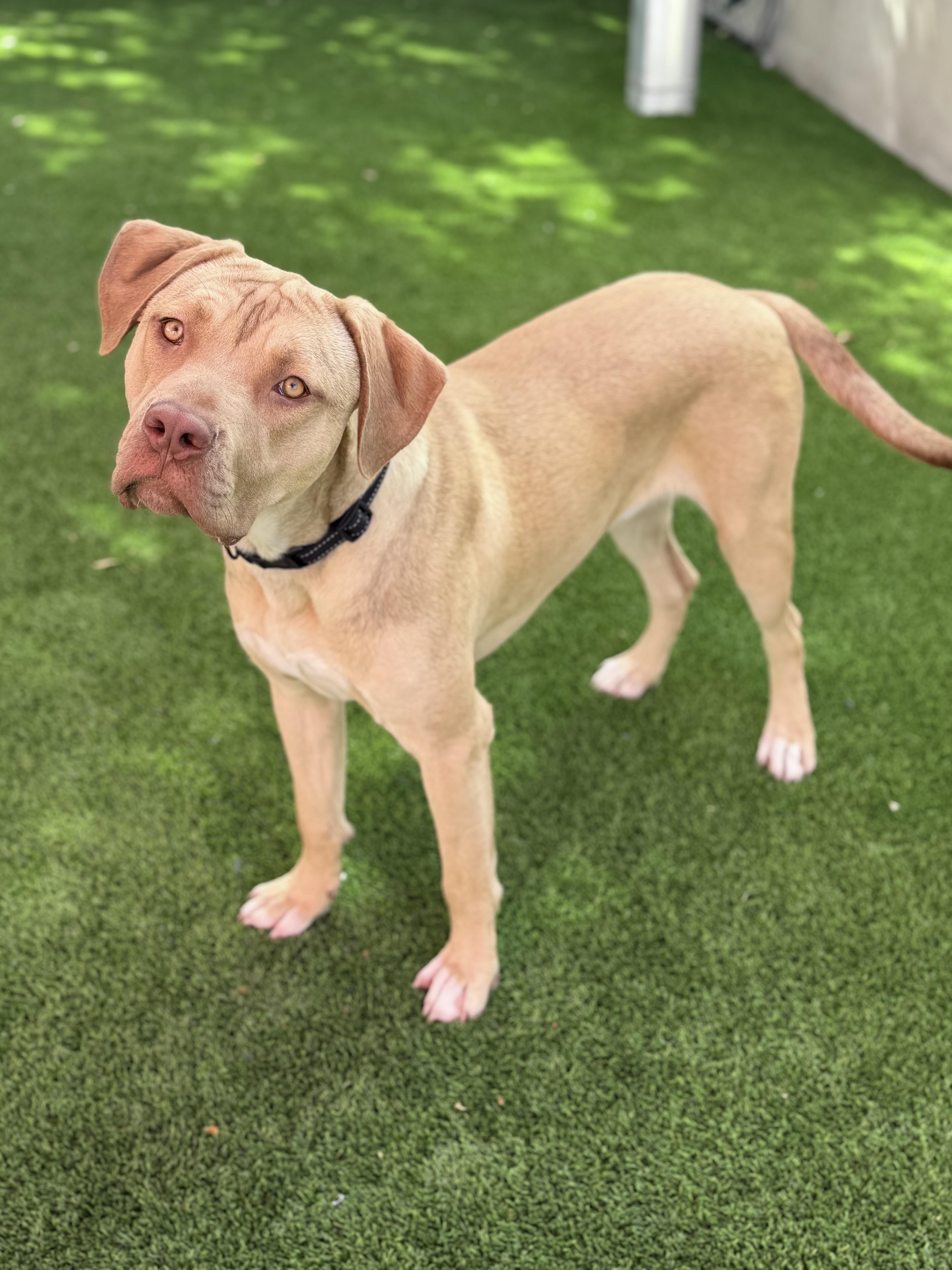 Enlarge Charles, a ADOPTABLE mixed breed in Glendale, AZ image 2/4