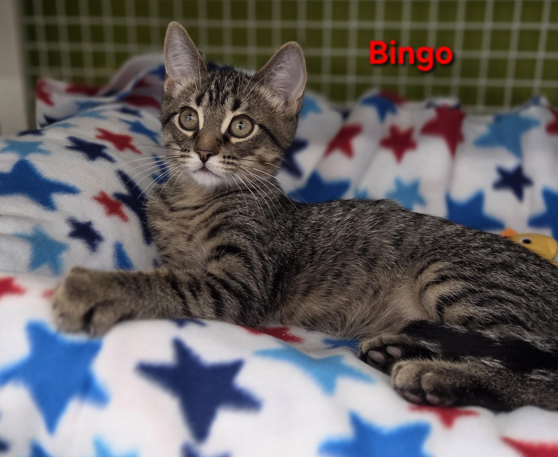 Bingo & Yahtzee, ADOPTABLE, Kitten Male Tabby.