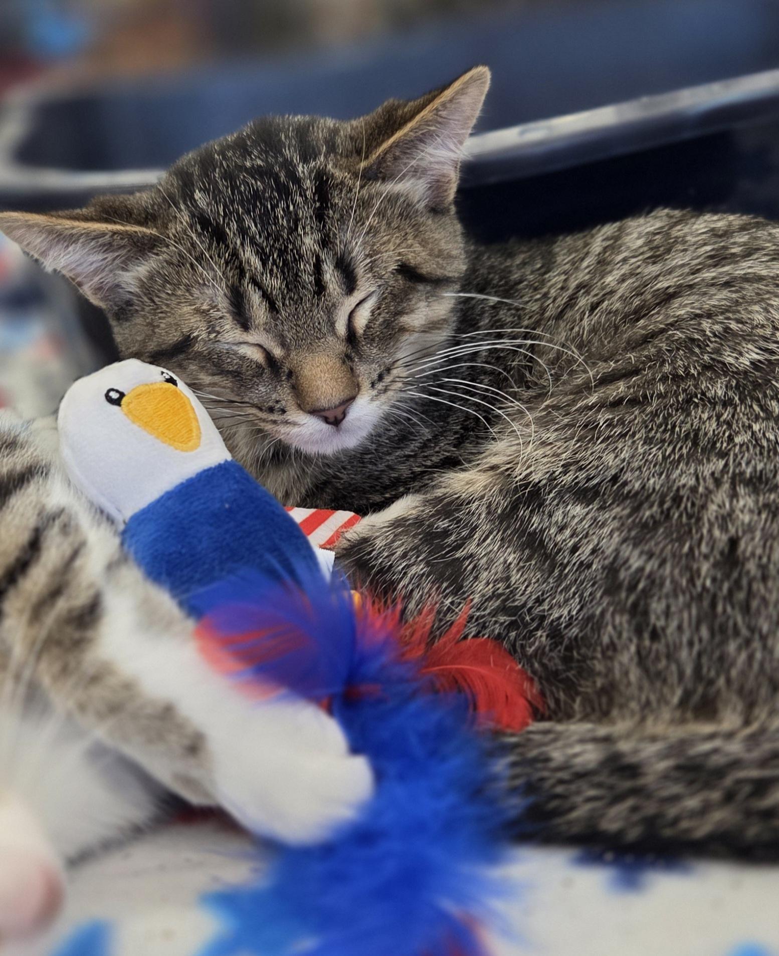 Enlarge Bingo & Yahtzee, a ADOPTABLE Tabby in Brighton, MI image 5/5
