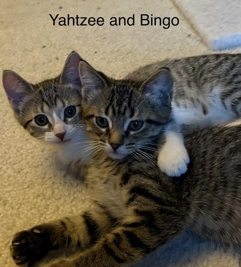 Enlarge Bingo & Yahtzee, a ADOPTABLE Tabby in Brighton, MI image 4/5