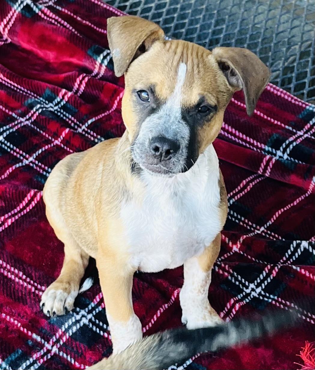 Yakko, Adoptable, Puppy Male Hound.