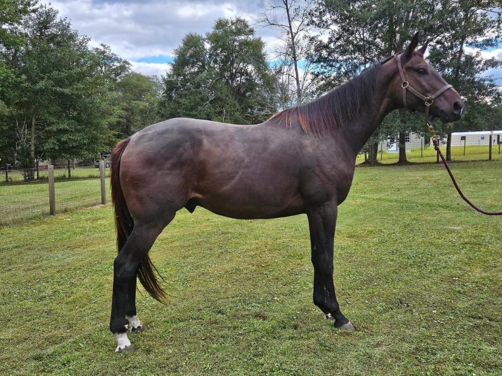 Indy, Adoptable, Adult Male Thoroughbred.
