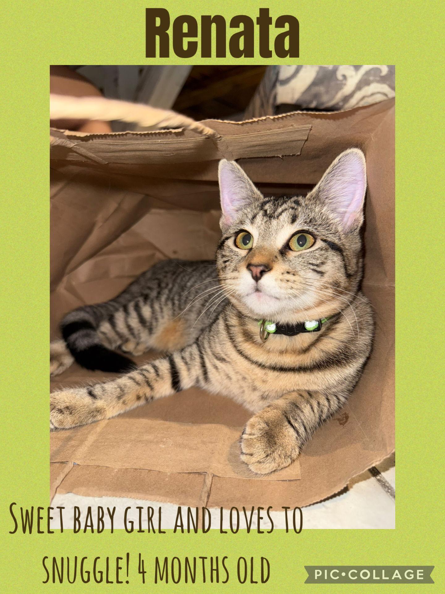 Enlarge Renata, a Adoptable Domestic Short Hair in Boynton Beach, FL image 1/1