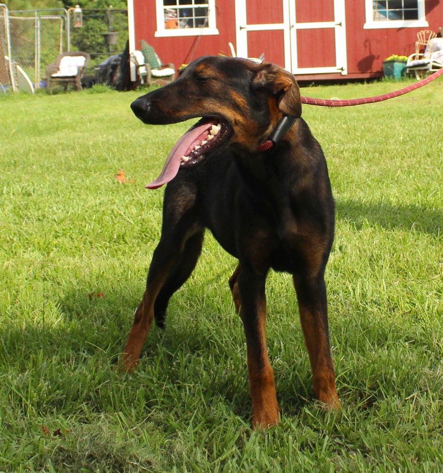 Enlarge Skye-6months Spay Contract Required $150, a Adoptable Doberman Pinscher in Holly Hill, SC image 1/3