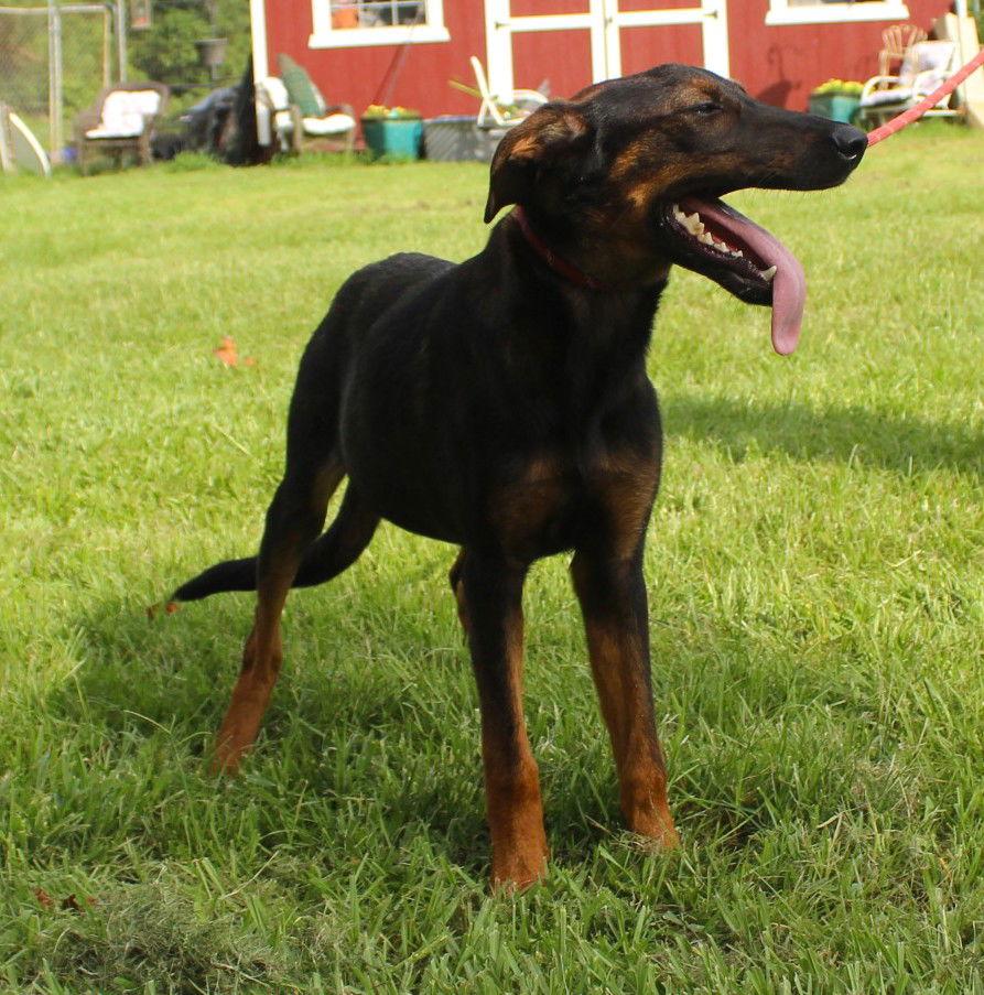 Enlarge Skye-6months Spay Contract Required $150, a Adoptable Doberman Pinscher in Holly Hill, SC image 2/3