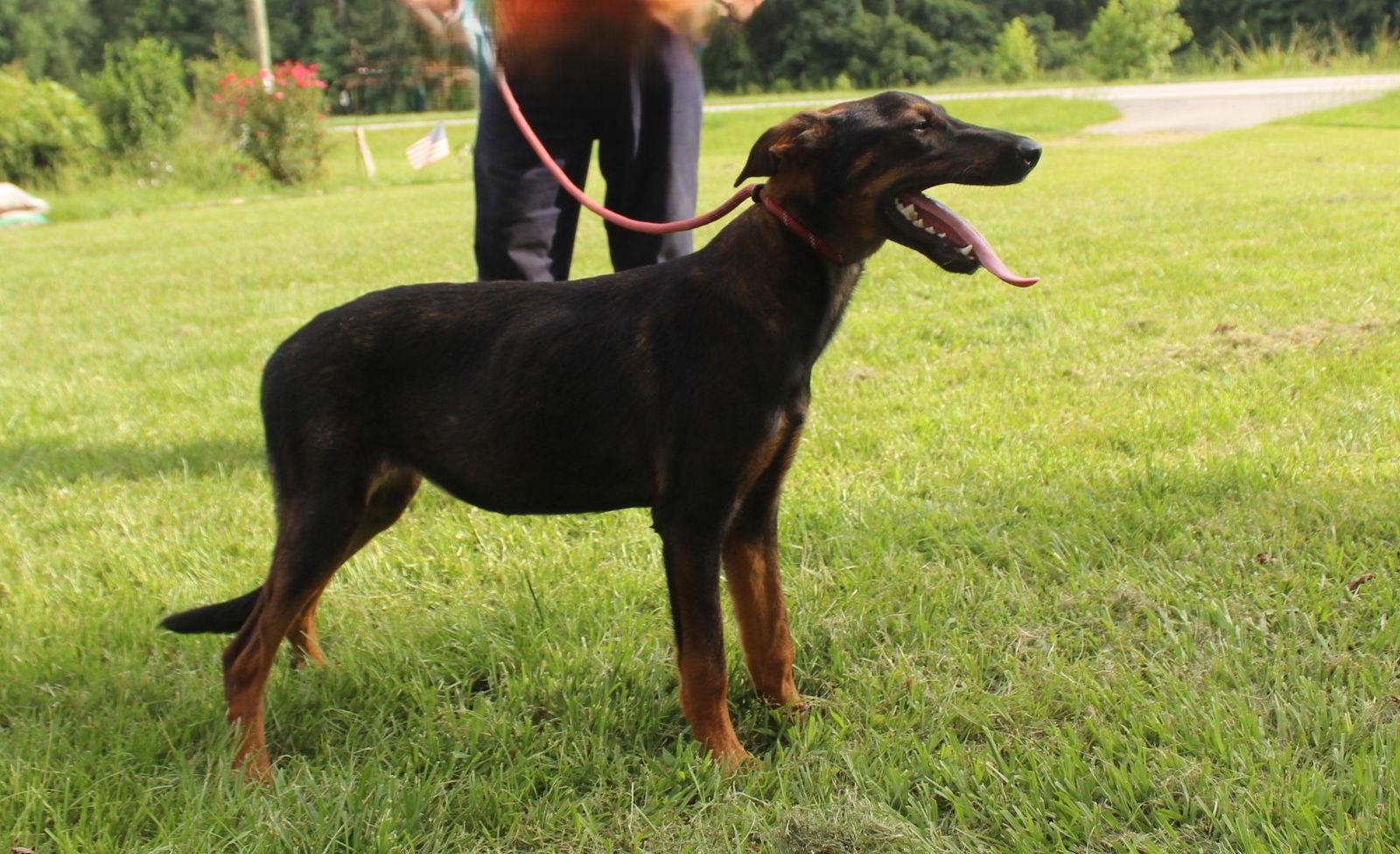 Enlarge Skye-6months Spay Contract Required $150, a Adoptable Doberman Pinscher in Holly Hill, SC image 3/3