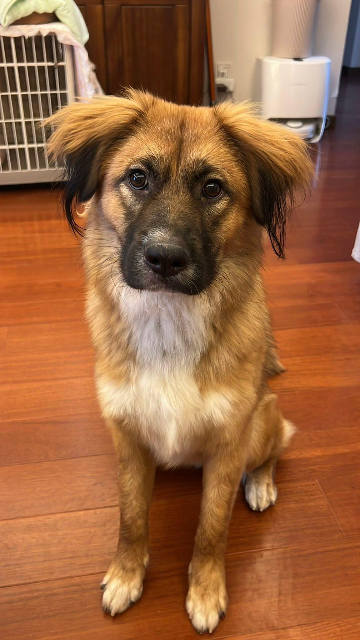 Max, ADOPTABLE, Young Male Mixed Breed.