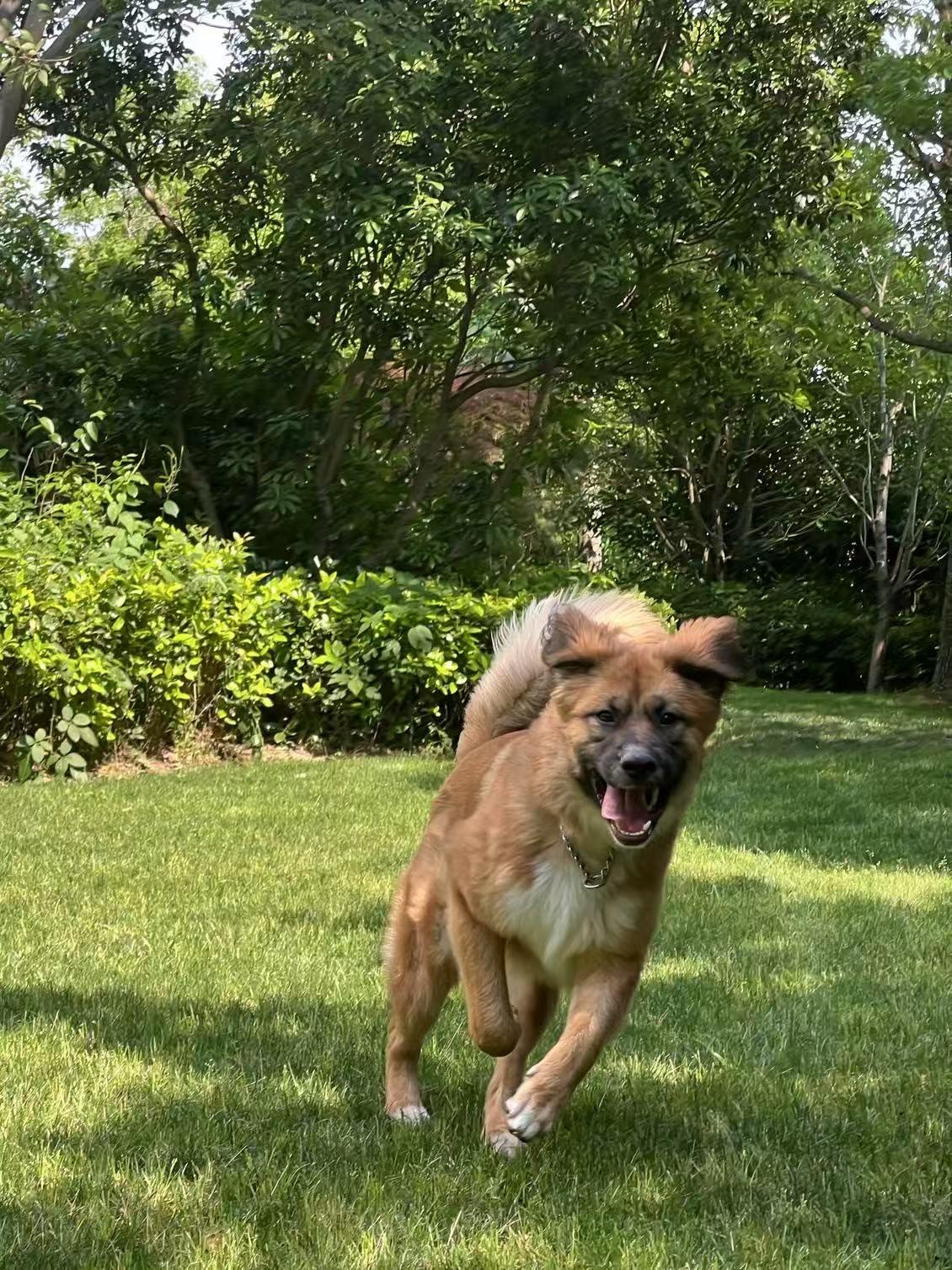 Enlarge Max, a ADOPTABLE Mixed Breed in Markham, ON image 4/4