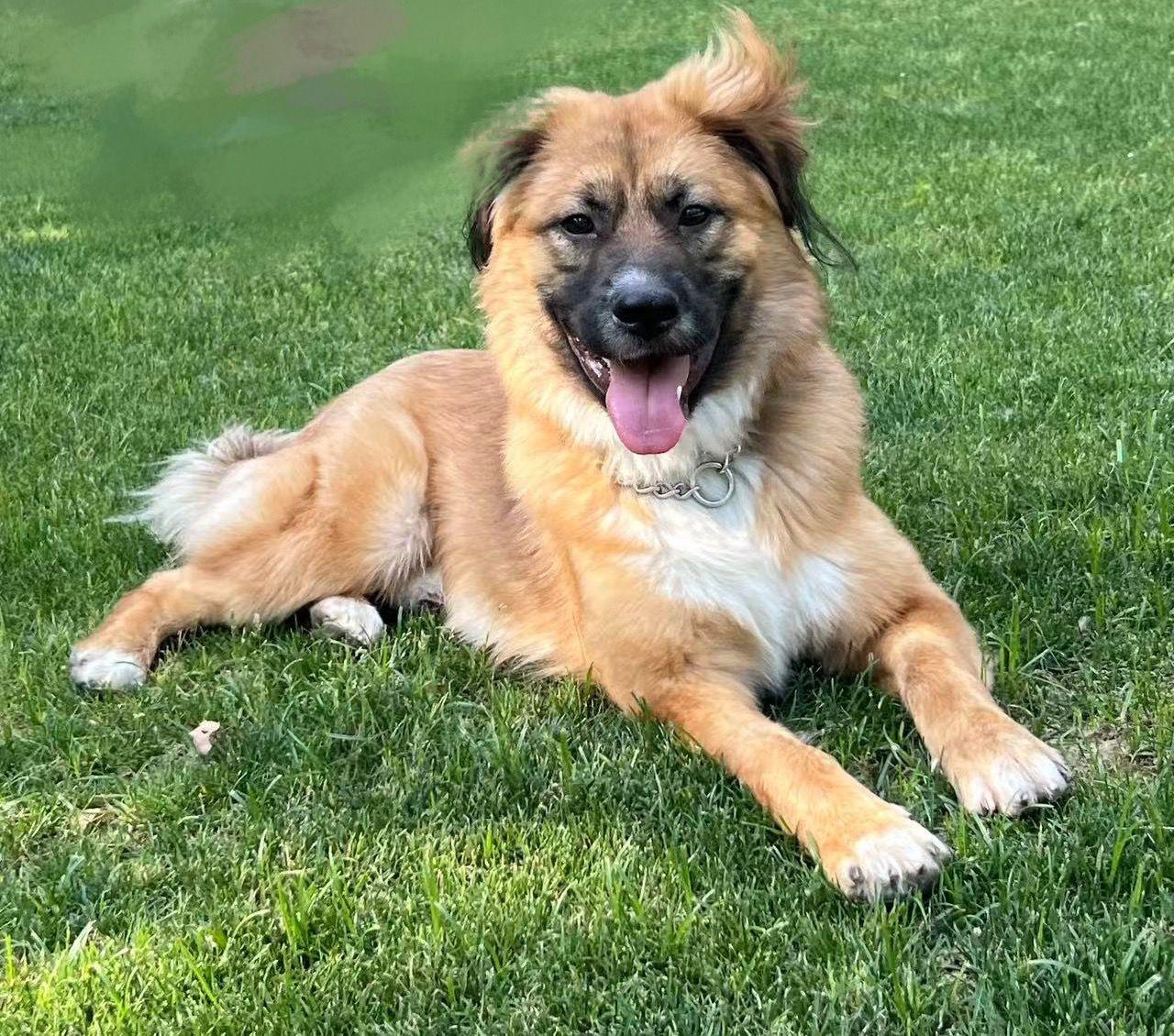 Enlarge Max, a ADOPTABLE Mixed Breed in Markham, ON image 2/4