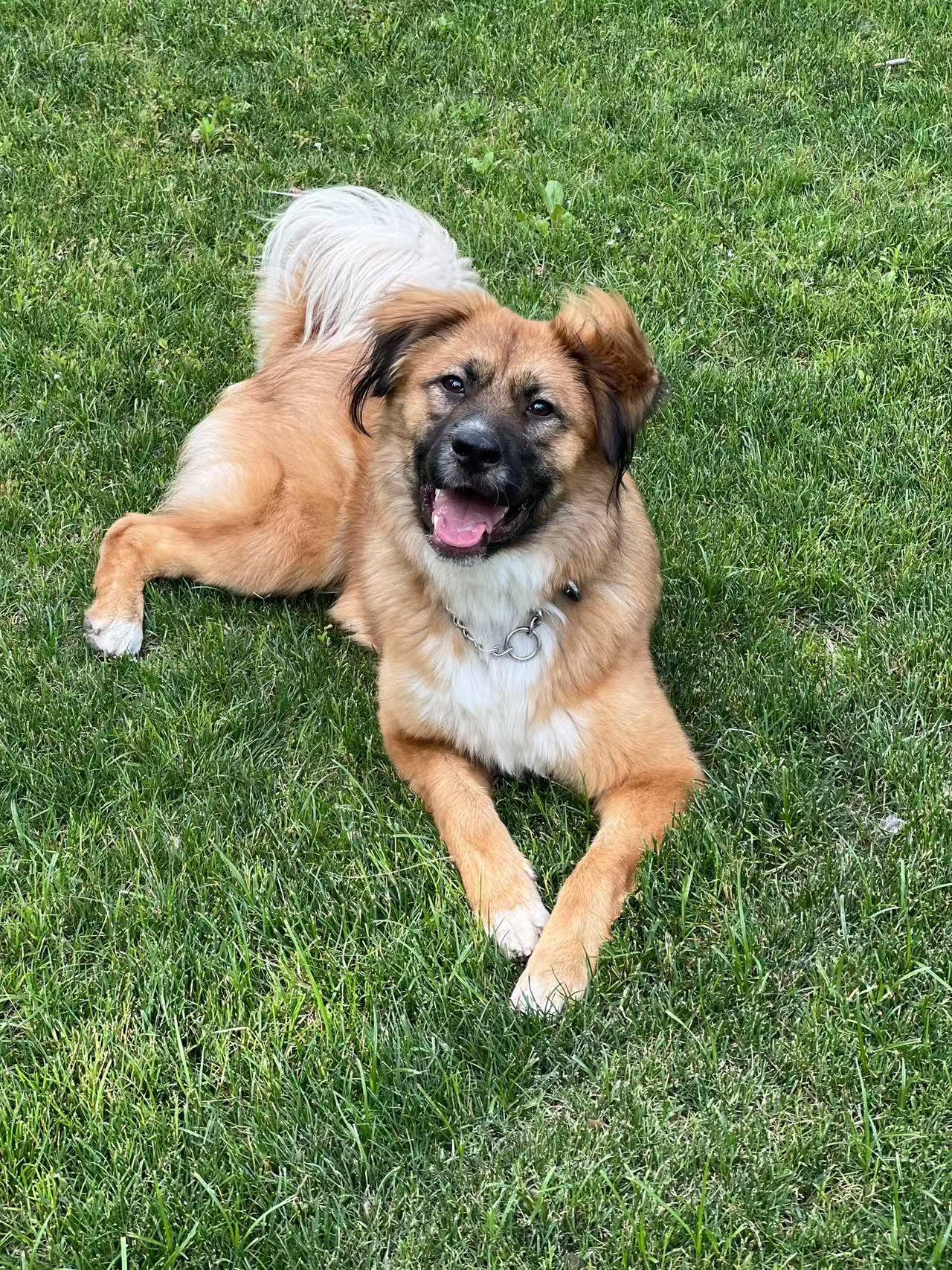 Enlarge Max, a ADOPTABLE Mixed Breed in Markham, ON image 3/4