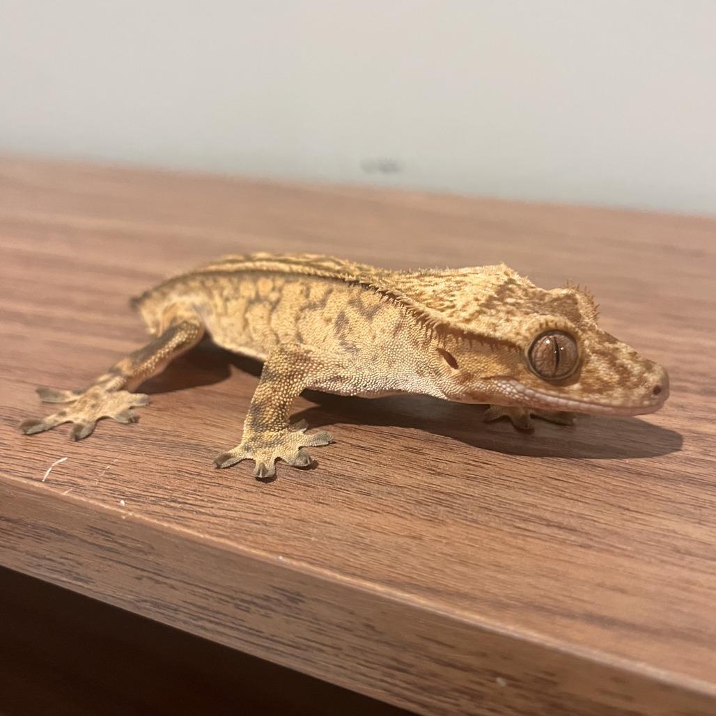 Sprite, Adoptable, Adult Female Gecko.