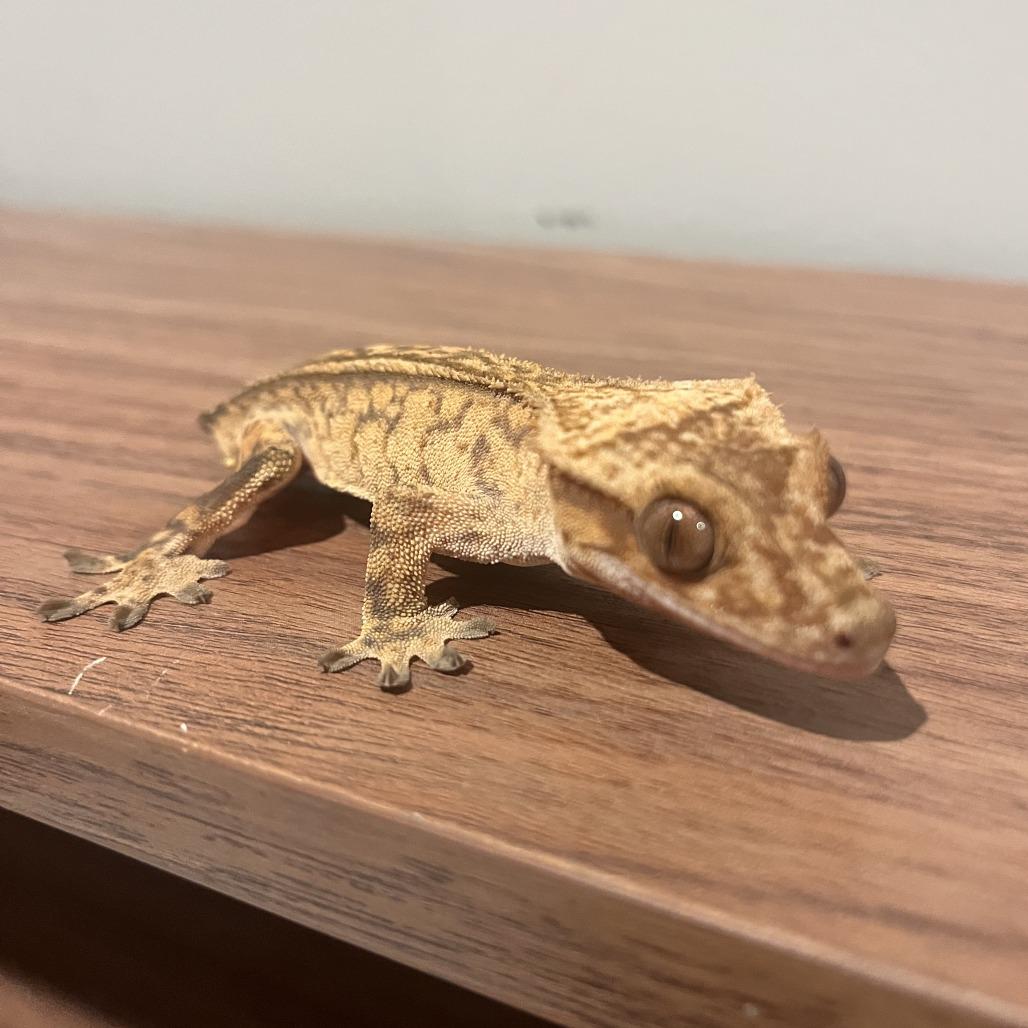 Enlarge Sprite, a Adoptable Gecko in Frederick, MD image 2/4